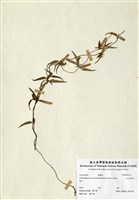 藏品(玉山肺形草)的圖片